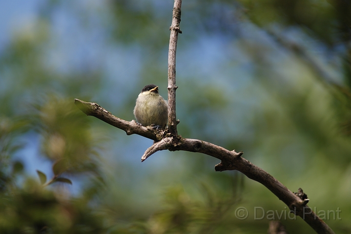Coal tit juvenile - G.JPG - Coal tit juvenile - Cotswolds